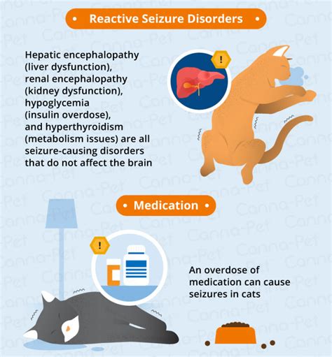 What Causes Seizures in Older Cats? | Canna-Pet®