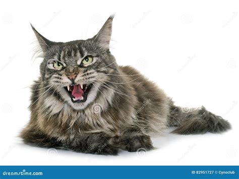 Angry maine coon stock image. Image of teeth, large, aggressive - 82951727