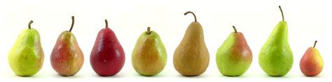 File:Eight varieties of pears.jpg - Wikipedia
