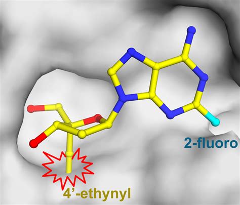 Structural analysis of the predicted effect of the 4=-ethynyl group of ...