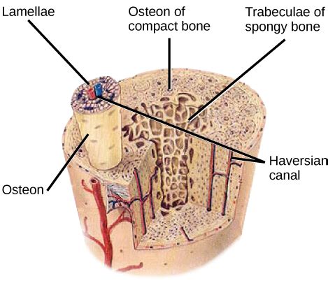 Bone | Boundless Biology