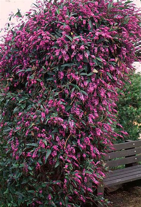 Beechwood Landscape Architecture and Construction: 'Happy Wanderer' Vine Lilac: Featured Plant ...