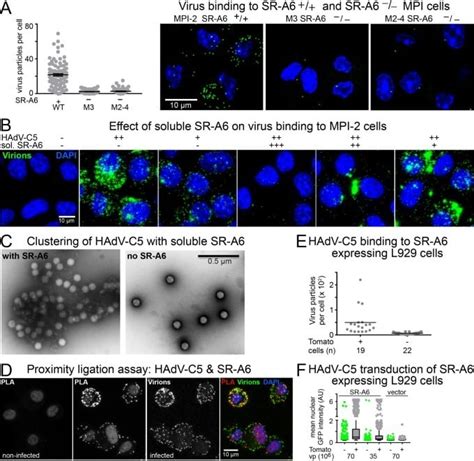 Alexa Fluor 488 Antibody (A-11094)