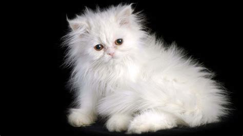 Persian cat - Price, Personality, Lifespan