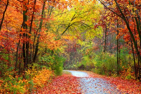 Fall colors: When to see the best foliage in your area