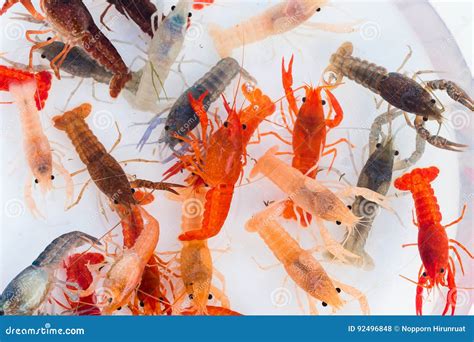 Australian Red Claw Crayfish Stock Photo - Image of freshwater, prawn ...