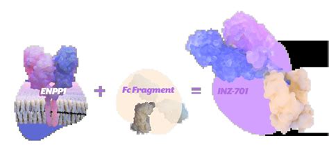 Pipeline and INZ-701 | Inozyme Pharma