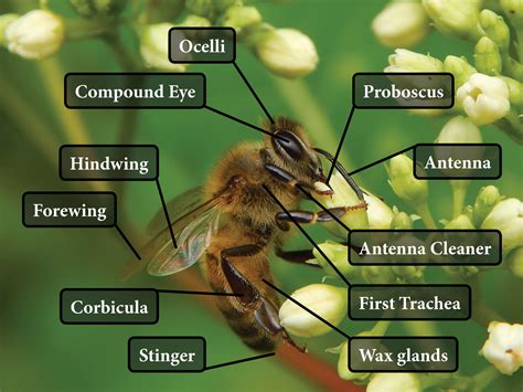 Lesson 2.2 Honey Bee Anatomy - Honey Glen