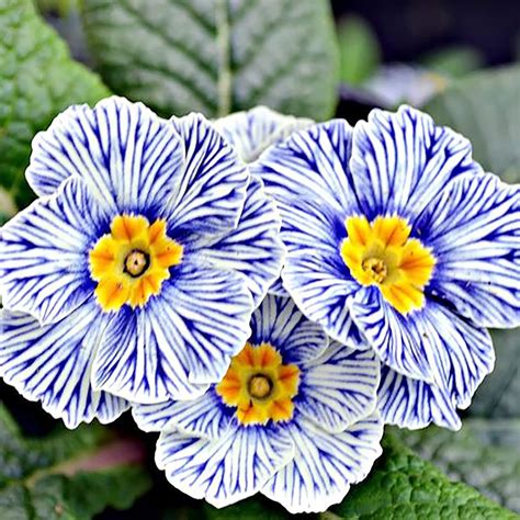 Amazon.com : QAUZUY GARDEN 100 Rare Primrose Seeds Rare Color, Unique Blooms, Non-GMO Heirloom ...