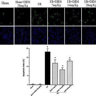 TUNEL staining for apoptosis cells: Cells with green nucleomes denote... | Download Scientific ...