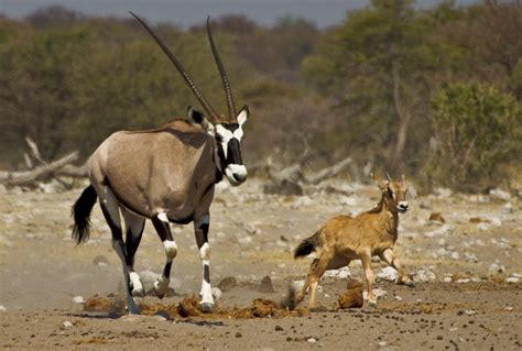 The gemsbok (Oryx gazella) | African wildlife, Wild savannah, Animal photo