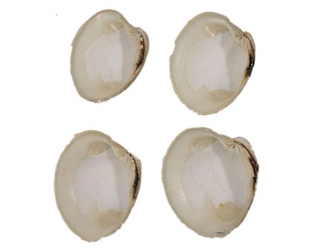 Quahog Shell or Quahaug Shell or Northern Quahog Shell or Round Clam ...