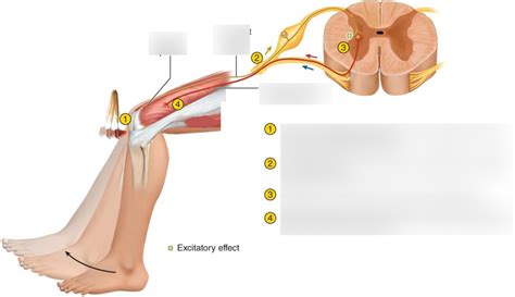 Knee Jerk Reflex Diagram | Quizlet