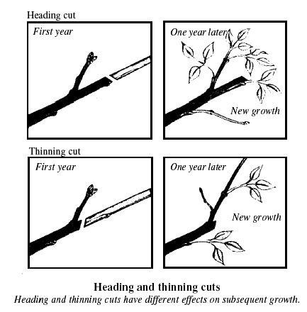 How to prune shrubs | Gardenologist