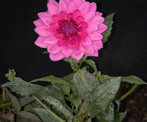 Common dahlia diseases: and how best to combat them | Homes & Gardens