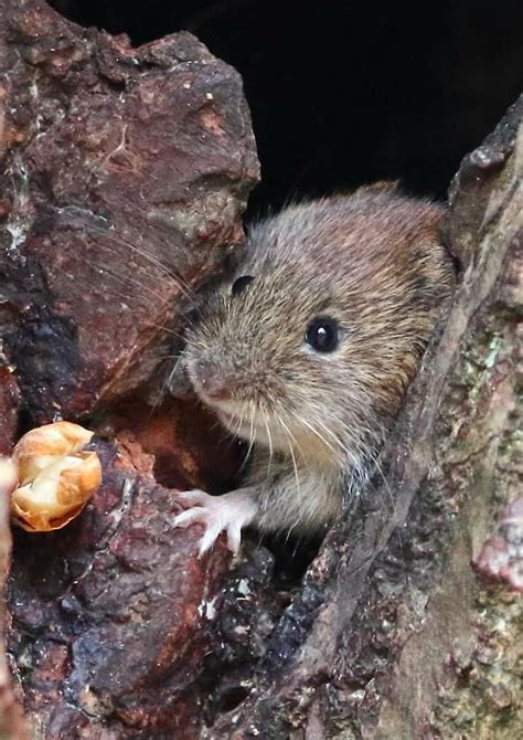 Adorable Bank Vole Photo