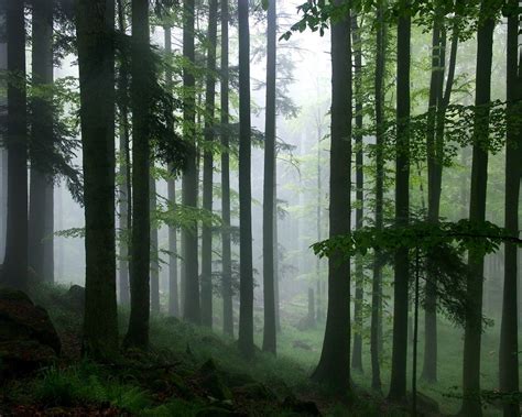 Tropical Rainforest high resolution widescreen (1280 x 1024 ) - Flower Wallpaper