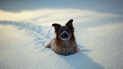 A Dog In Snow - High Definition Wallpaper