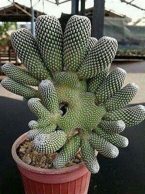 Rare Succulents | Flowersandflowerthings | Cactus plants, Plants, Rare succulents