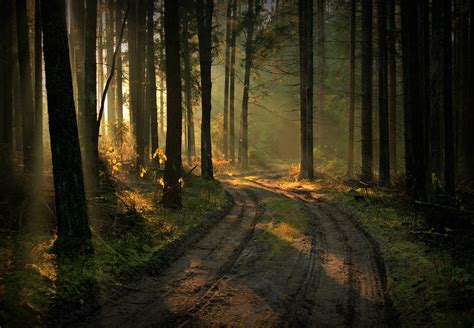 nature, Landscape, Lithuania, Forest, Path, Plants, Trees, Sun rays Wallpapers HD / Desktop and ...