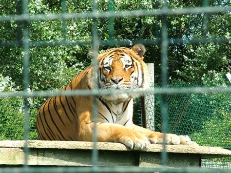 045_28-07-2005_iow_sandown_zoo | Siberian Tiger | Mark Ferbert | Flickr