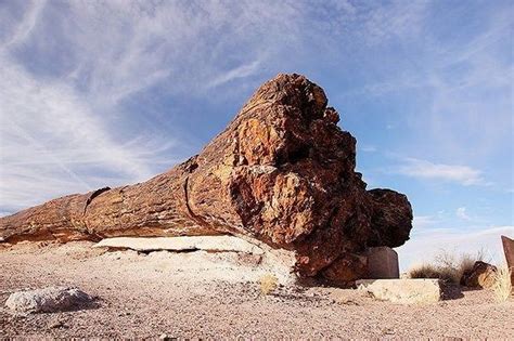 Are These Giant Prehistoric Trees | Petrified forest national park ...