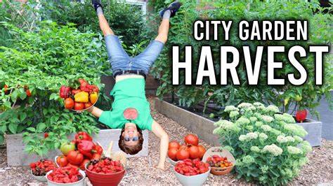 Abundant Vegetable Harvest from a Suburban Garden - Gardening Chronicle