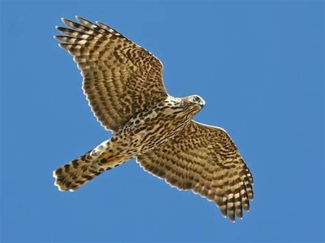 Juvenile Goshawk