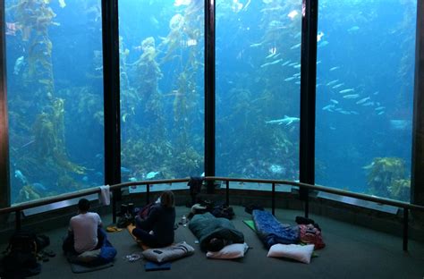 11 of the World's Wildest Aquariums | HorizonTimes