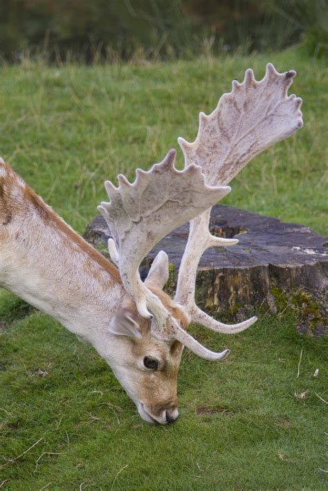 Fallow deer with palmate antlers.. | Mark Harper | Flickr