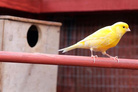 Pet Canaries - Canary Pets - Caring for a Canary