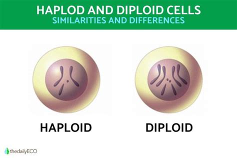 Difference Between Haploid and Diploid Cells - With Diagrams