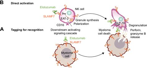 Dual mechanism of action of elotuzumab to induce myeloma cell death ...