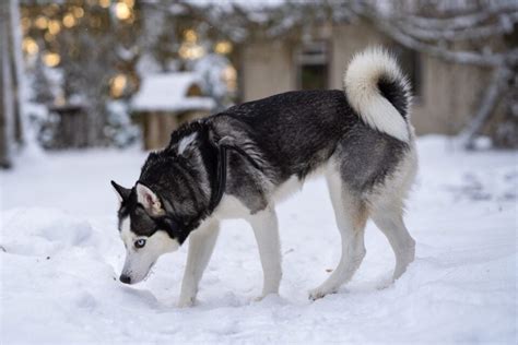 Why Do Huskies Have Curly Tails? Complete Husky Tail Guide