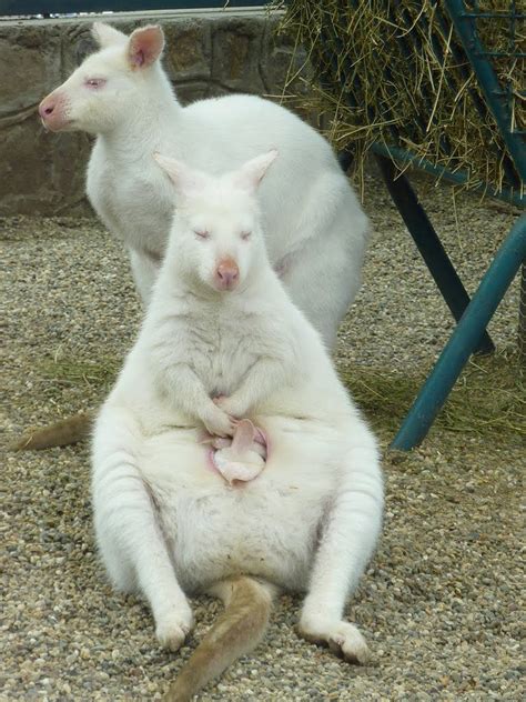 Albino Wallaby | Albino animals, Animals, Baby animals