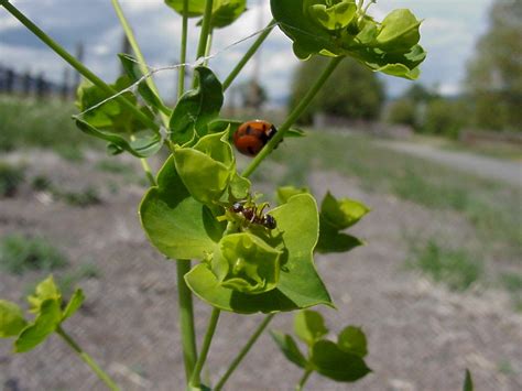 leafy-spurge-flower-01