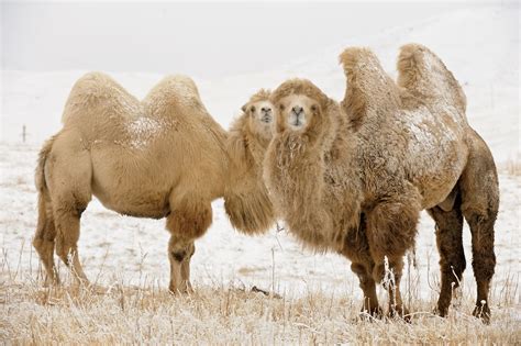 The Last Wild Camels | Saving Earth | Encyclopedia Britannica