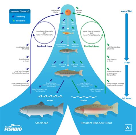 Rainbow Trout: Should I Stay Or Should I Go? - Coastal Watershed Council