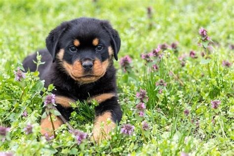 Best Rottweiler Names: Over 500 Ideas For A Rottie | My Pet's Name