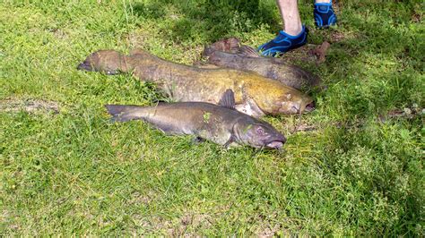 Yellow Bullhead Catfish - A-Z Animals