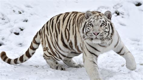 2560x1440 Tiger Albino 1 1440P Resolution HD 4k Wallpapers, Images, Backgrounds, Photos and Pictures