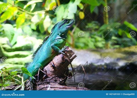 Iguana in the rainforest stock image. Image of green - 142169103