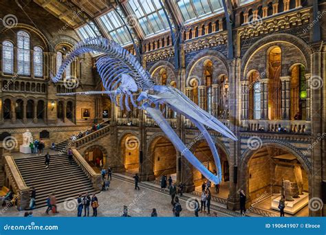 Blue Whale Skeleton in the Main Hall of the Natural History Museum of London Editorial ...