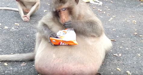 Viral Fat Macaque, "Uncle Fat," Is Actually Much Better Off Now