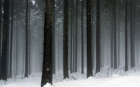 Snowy Dark Forest Wallpaper ·① WallpaperTag