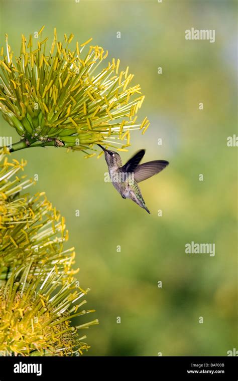 Hummingbird en Desert Botanical Gardens - Phoenix, Arizona Fotografía de stock - Alamy