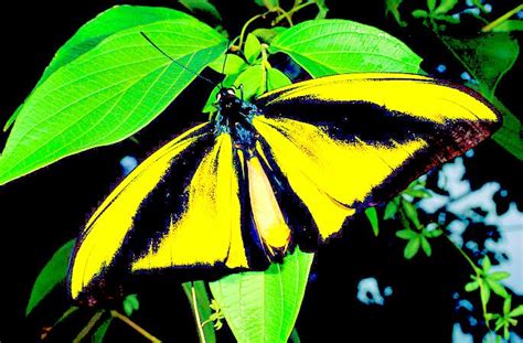 Goliath birdwing (Ornithoptera goliath); Image ONLY