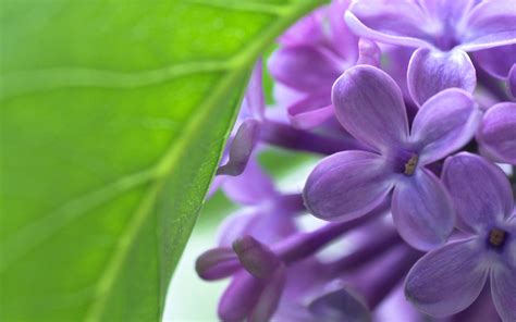 🔥 Free download wallpapers lilac desktop wallpaper flowers 1920x1200 [1920x1200] for your ...
