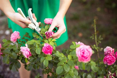 Rose Deadheading – How To Deadhead Roses