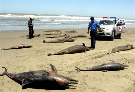 Chilean Dolphin – "OCEAN TREASURES" Memorial Library